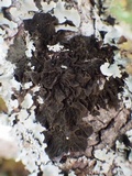 Collema furfuraceum image
