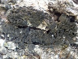 Collema furfuraceum image