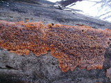 Phlebia radiata image