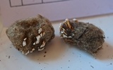 Onygena corvina image