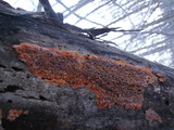 Phlebia radiata image