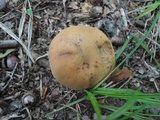 Tylopilus minor image