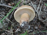 Tylopilus minor image