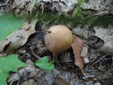 Tylopilus minor image