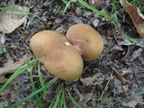 Tylopilus minor image