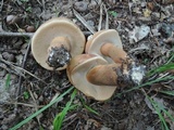 Tylopilus minor image