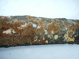 Hydnochaete olivacea image