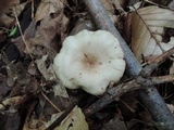 Lactarius cinereus image
