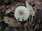 Lactarius cinereus image