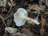 Lactarius cinereus image