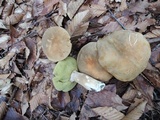 Boletus variipes image