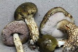 Austroboletus viscidoviridis image