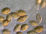 Austroboletus viscidoviridis image