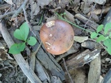 Tylopilus indecisus image