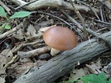 Tylopilus indecisus image