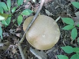 Boletus pallidus image