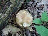 Boletus pallidus image