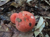 Russula rugulosa image