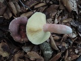 Russula vinosobrunnea image