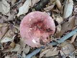 Russula vinosobrunnea image