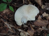 Russula grisea image