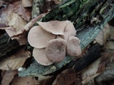 Gymnopus fasciatus image