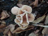 Gymnopus fasciatus image