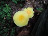 Hygrocybe ceracea image