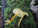 Hygrocybe ceracea image