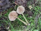 Entoloma fusciceps image