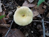 Russula xerampelina image