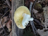 Russula xerampelina var. barlae image
