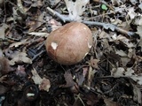 Butyriboletus taughannockensis image