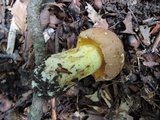 Butyriboletus taughannockensis image