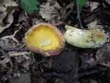 Butyriboletus taughannockensis image