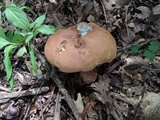 Butyriboletus taughannockensis image