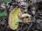 Butyriboletus taughannockensis image