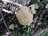 Butyriboletus taughannockensis image