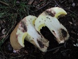 Butyriboletus taughannockensis image
