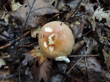 Russula burkei image