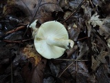 Russula burkei image