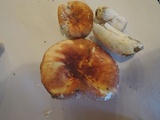 Russula burkei image