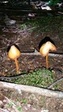 Entoloma luteum image