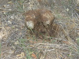 Pisolithus arrhizus image