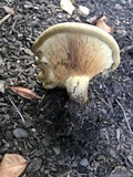 Paxillus cuprinus image