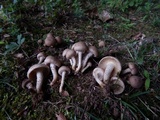 Pholiota angustipes image