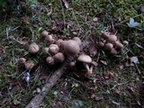 Pholiota angustipes image