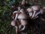 Pholiota angustipes image