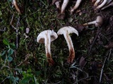 Pholiota angustipes image