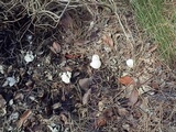 Leucocybe candicans image